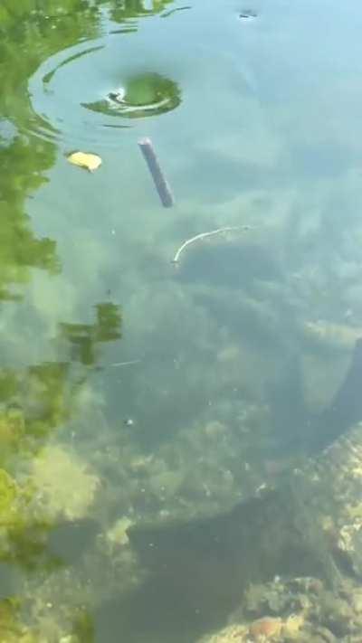 Stick Gets Pulled Into A Tiny Whirlpool