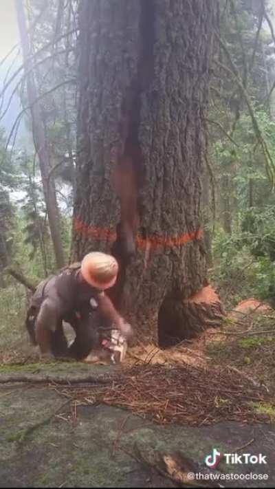 Logger survives a “barber chair”: a tree that splits and kicks out into random directions instead of falling as intended