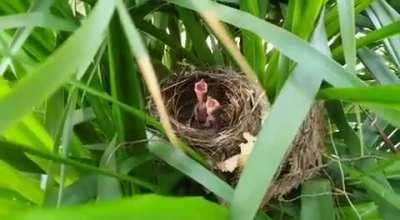 🔥 Video taken by my father of two recently hatched chicks in our house. (This was caused by ruffling the leaves!)