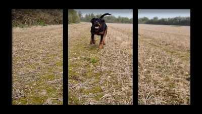 Rottweiler attack