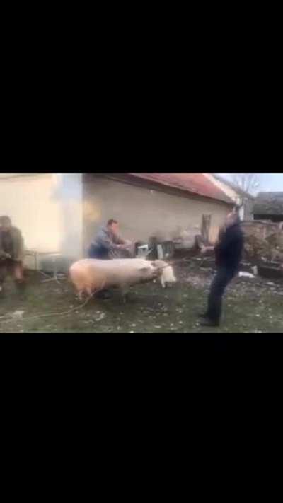 Pig gets killed in Balkans