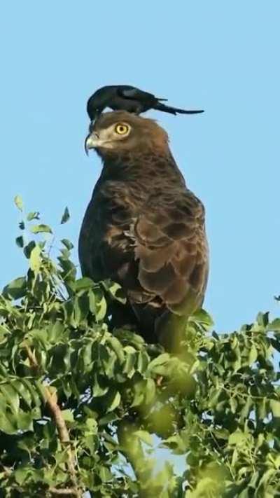 🔥 Bird perching on an eagle perched in a tree.