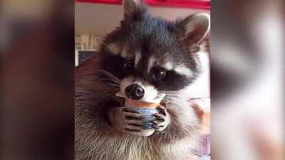 Three-year-old Mark the raccoon refuses to drink liquids unless they are served to him exclusively from glasses and jugs. Master of Mark says: &quot;You can teach a raccoon anything, even drink and eat like a person!”