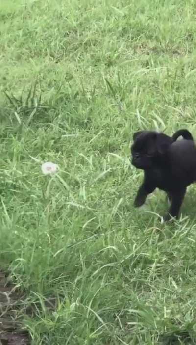 That poor dandelion didn't stand a chance.