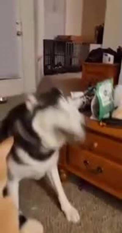 Husky Sneezes