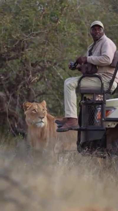 Lion sneaking up on this photographer and it's so amazing how the photographer was so calm.