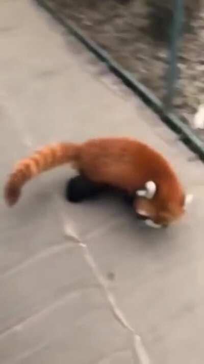 Cute red panda