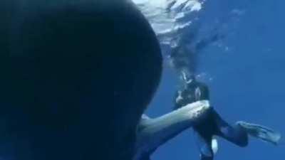 Sperm whale asks diver help to remove fishing hook.