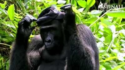 Gorilla takes woman's hat and starts wearing it