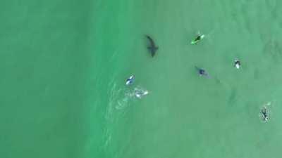 Great White Swimming Amongst Unknowing Surfers