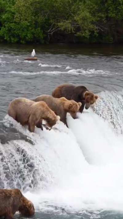 🔥 Bears fishing on top of the waterfall 🔥