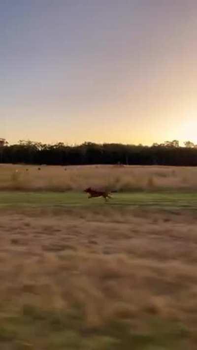 The Endurance of a Farm dog