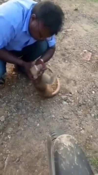 Ambulance driver giving emergency CPR to a monkey, while returning home after his shift