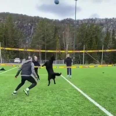 Dog playing volleyball