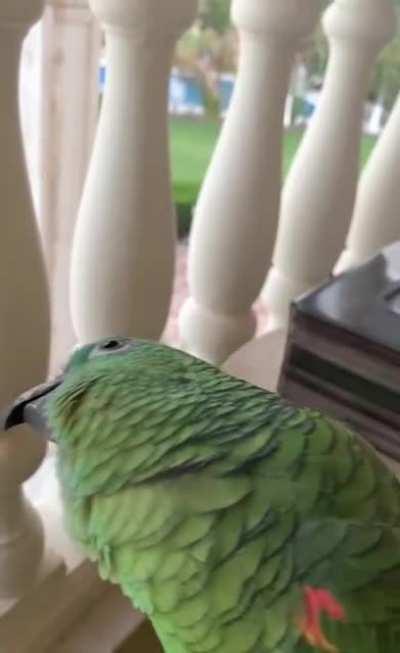 Kiwi is shook to hear other birbs