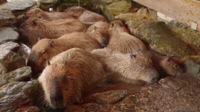 Pra alegrar o domingo de vocês, capivarinhas se esbaldando num spa