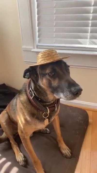 you guys seemed to like my malinois in his propeller hat, here he is in some more hats