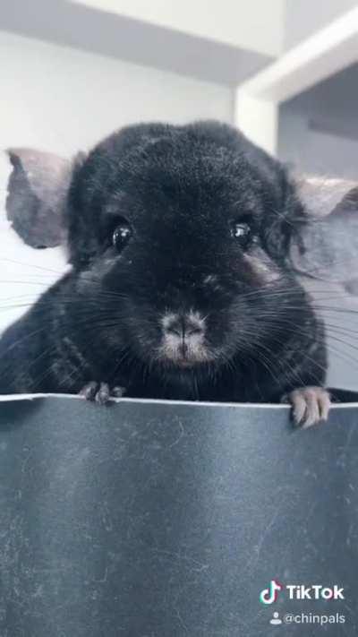 Meet the herd! (Chinchilla Anthem Check!)