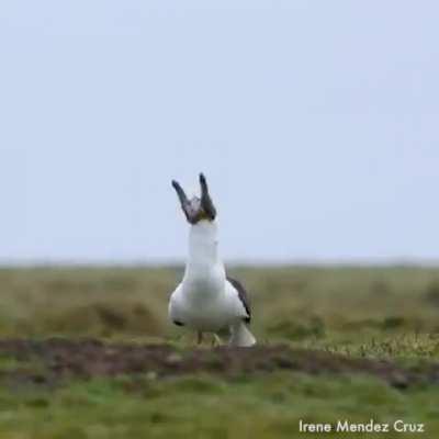 Seagull swallows baby rabbit WHOLE