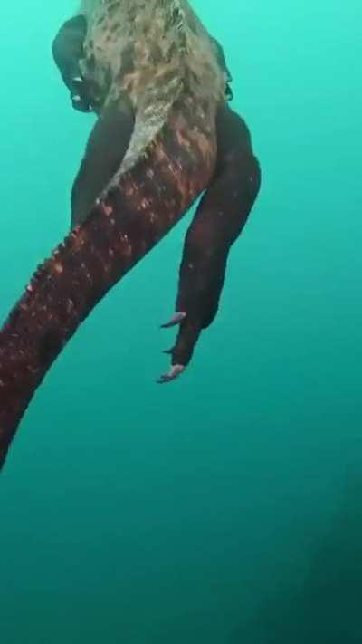 🔥 Marine Iguana in Galapagos Island