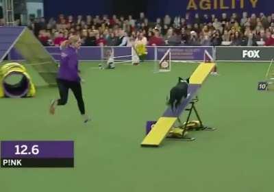 Pink the Border Collie absolutely demolishes an agility competition