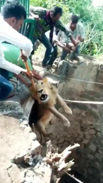 Some people in India trying to rescue a lion that fell into a well. 