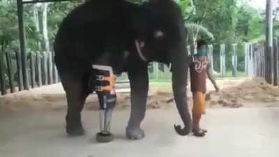 An Elephant in Thailand stepped over landmine and lost it's leg. Now, gets a new prosthetic leg after a surgery.