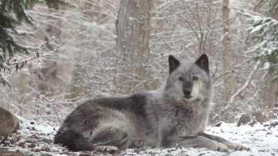 Grey wolf howls and gets response from the entire forest