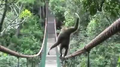 🔥 Gibbon walk