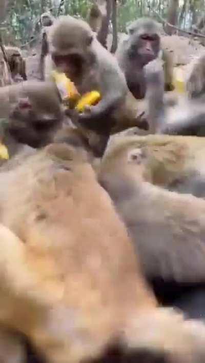 Monkeys going nuts over a box of cookies 