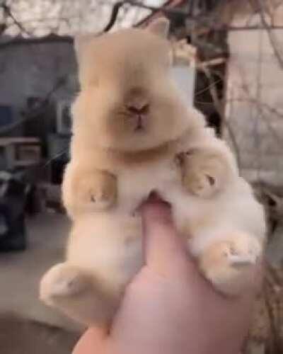 This baby rabbit