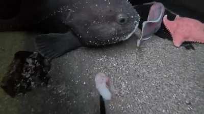 The Blobfish's blob-like appearance is the result of decompression damage.  : r/Damnthatsinteresting