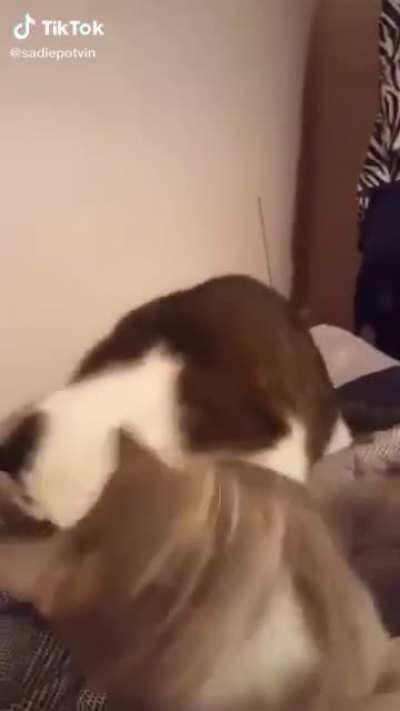 Not in the mood