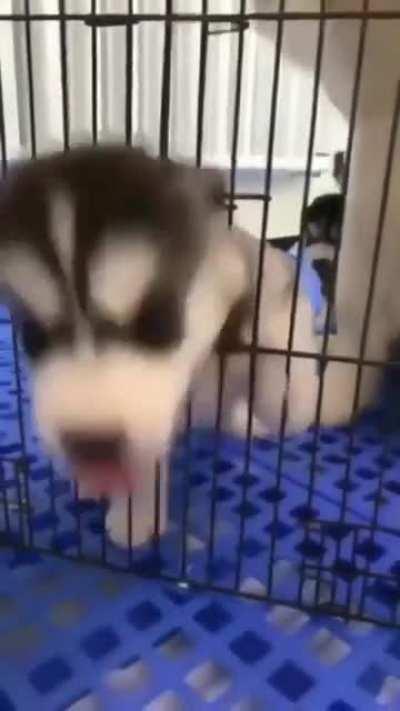 Huskies are born dramatic😅