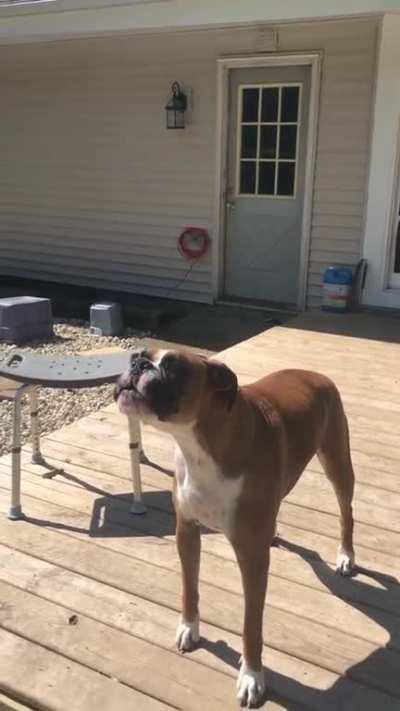 The first Tuesday of every month in Illinois is tornado siren testing day. This is Bentley doing his very best to sing with his siren brethren.