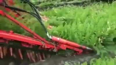 Carrot Harvesting