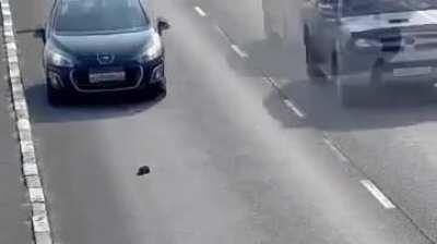 Man rescues a kitten stuck in heavy traffic