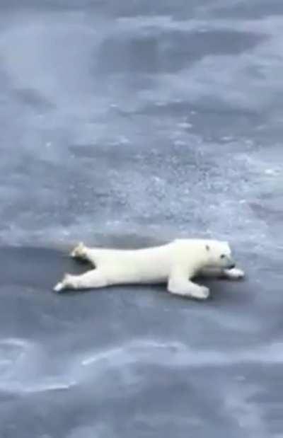 Polar bear increases its surface area to avoid breaking thin ice