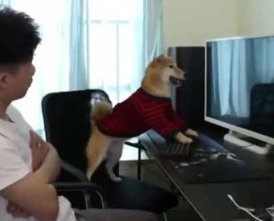 This adorable video of a dog getting mad because the game of King Of Fighters was rudely turned off.