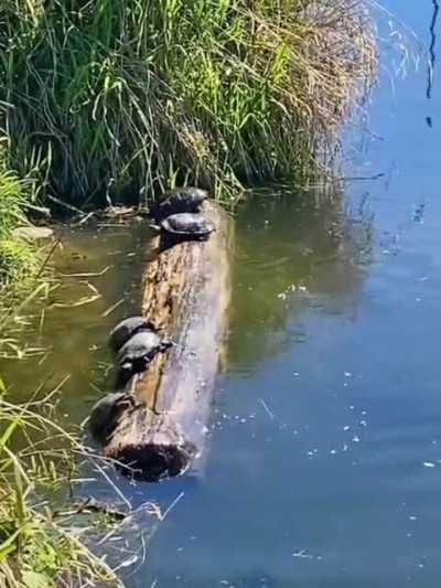 Day in the life of turtles on a log