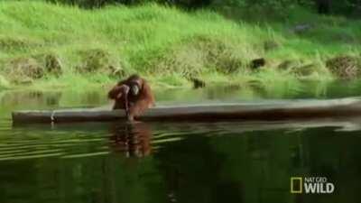 Orangutan goes boating