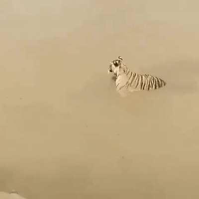 Duck hiding from a tiger