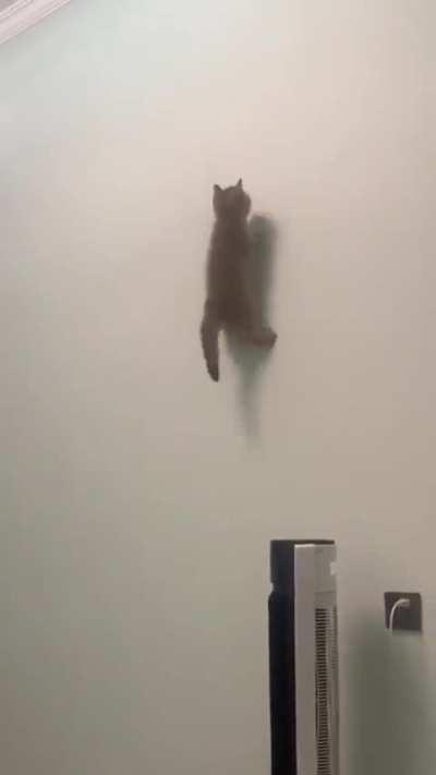 Spider-Cat, Catcher of Laser