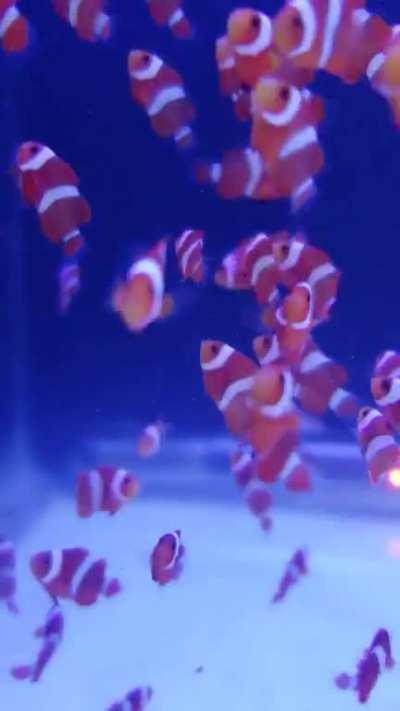 105 baby clownfish see a camera for the first time