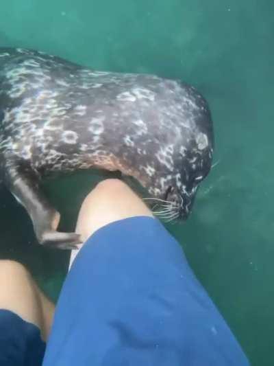 🔥 Seals are truly the puppies of the sea