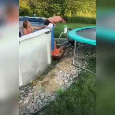 I don't think I've seen one of these videos where they make it into the pool