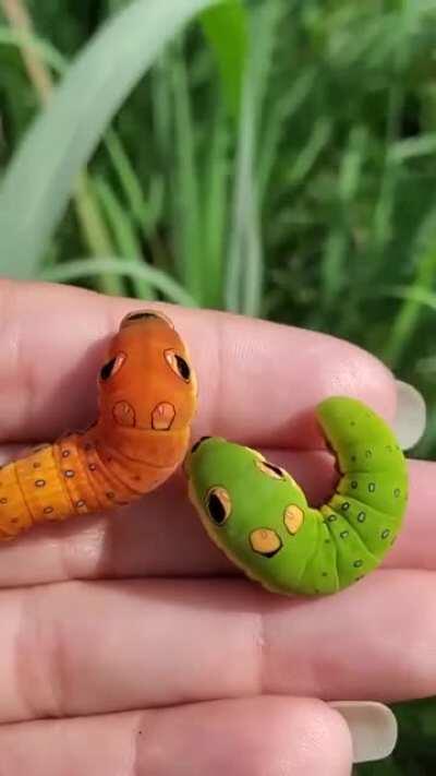 🔥 Swallowtail caterpillars mimicking snake heads