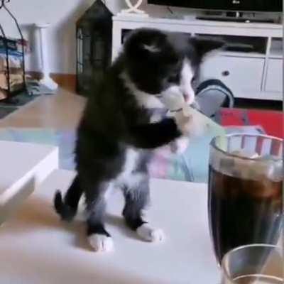 Little cat trying to have cola