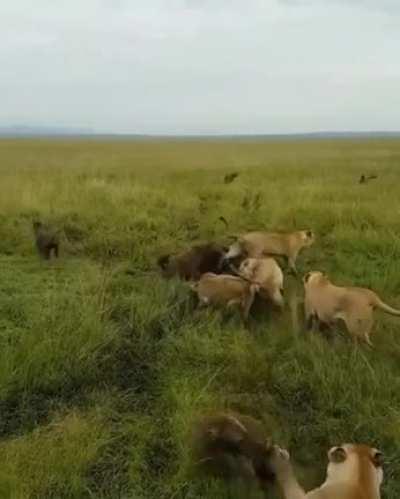 Hyenas chose wrong day to hunt a Lion