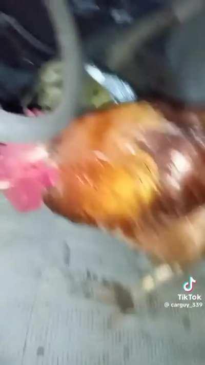 HERE COMES THE ROOSTER